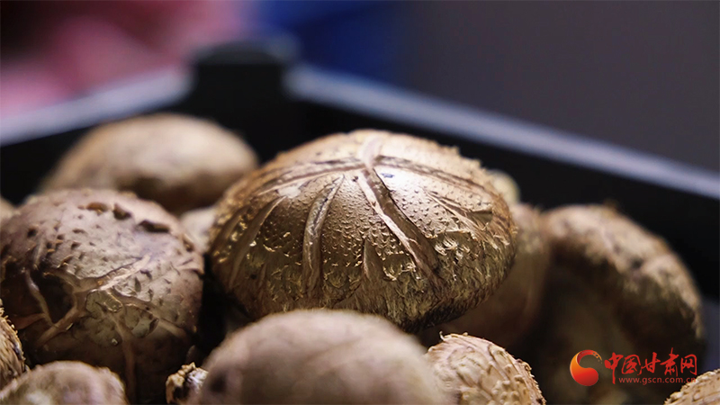 崇信：小香菇結出“致富果”菇農喜領分紅